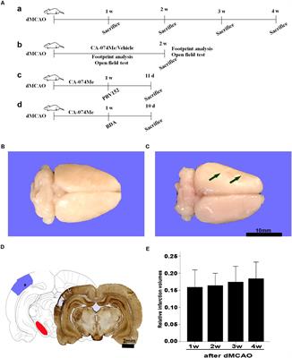 Inhibition of Cathepsins B Induces Neuroprotection Against Secondary Degeneration in Ipsilateral Substantia Nigra After Focal Cortical Infarction in Adult Male Rats